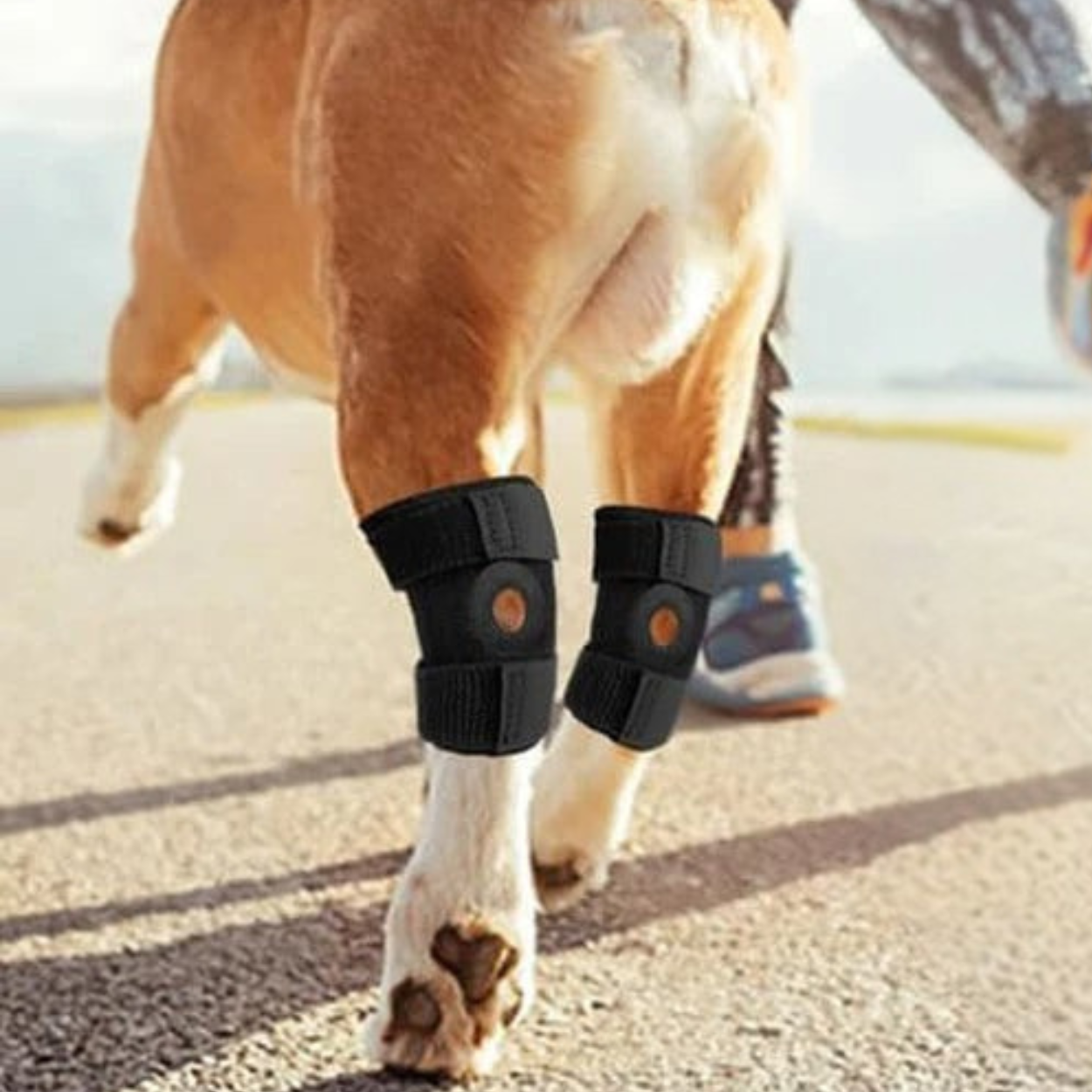 Orthopedic Dog Knee Brace for Joint Support