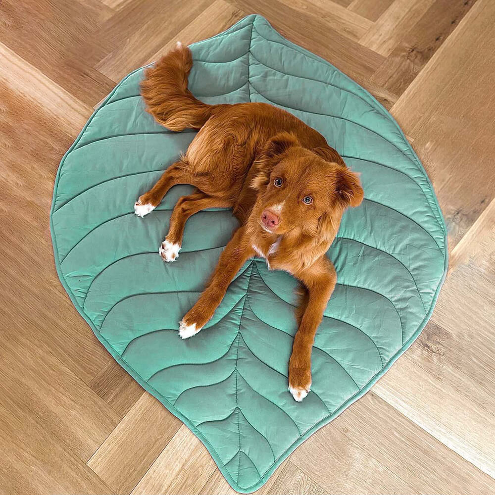 Cozy Blanket for Dog, Large Companion Throw