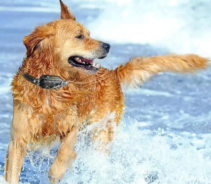 Marcherelle™ – Collier Electrique de Dressage Contrôle Précis Jusqu’à 1000 m